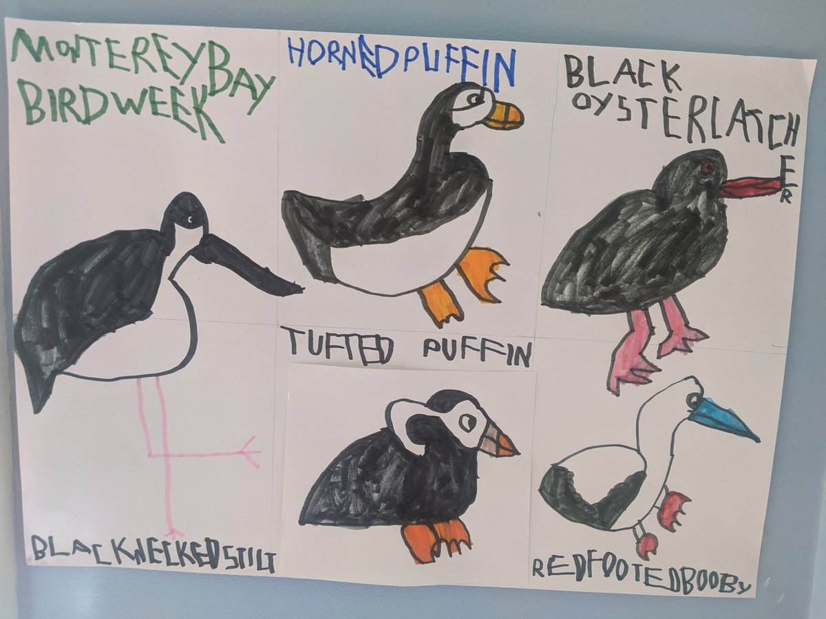 This week he drew birds from the  @MontereyAq aviary