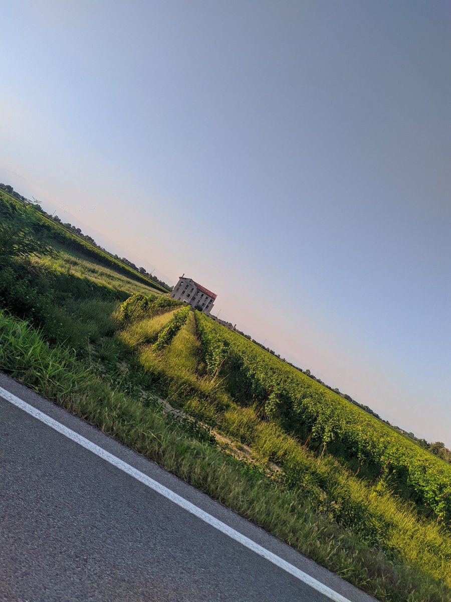davidlapo1967's tweet photo. La "mia" terra, le "mie"vigne , il mio vino
#tocai
#lison
#portogruaro
#lastradadelvino
#Veneto https://t.co/A4ZVNdPVIC