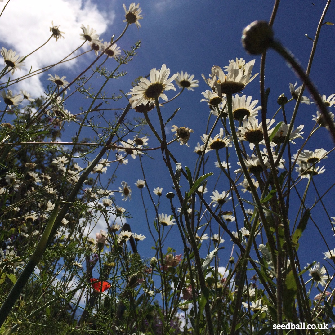 seed_ball's tweet photo. Seed_balls in the sunshine π¦ Oxeye daisy (Leucanthemum vulgare) Autumn is a great time to sow #wildflowers and we can't think of a nicer way to help #refilltheworldwithpollinators π
Shop link:
https://t.co/87AkswZLJ1
#daisy #savebees #bee #honeybee #bumblebee #sownow #flowers https://t.co/2z9oLOZko4