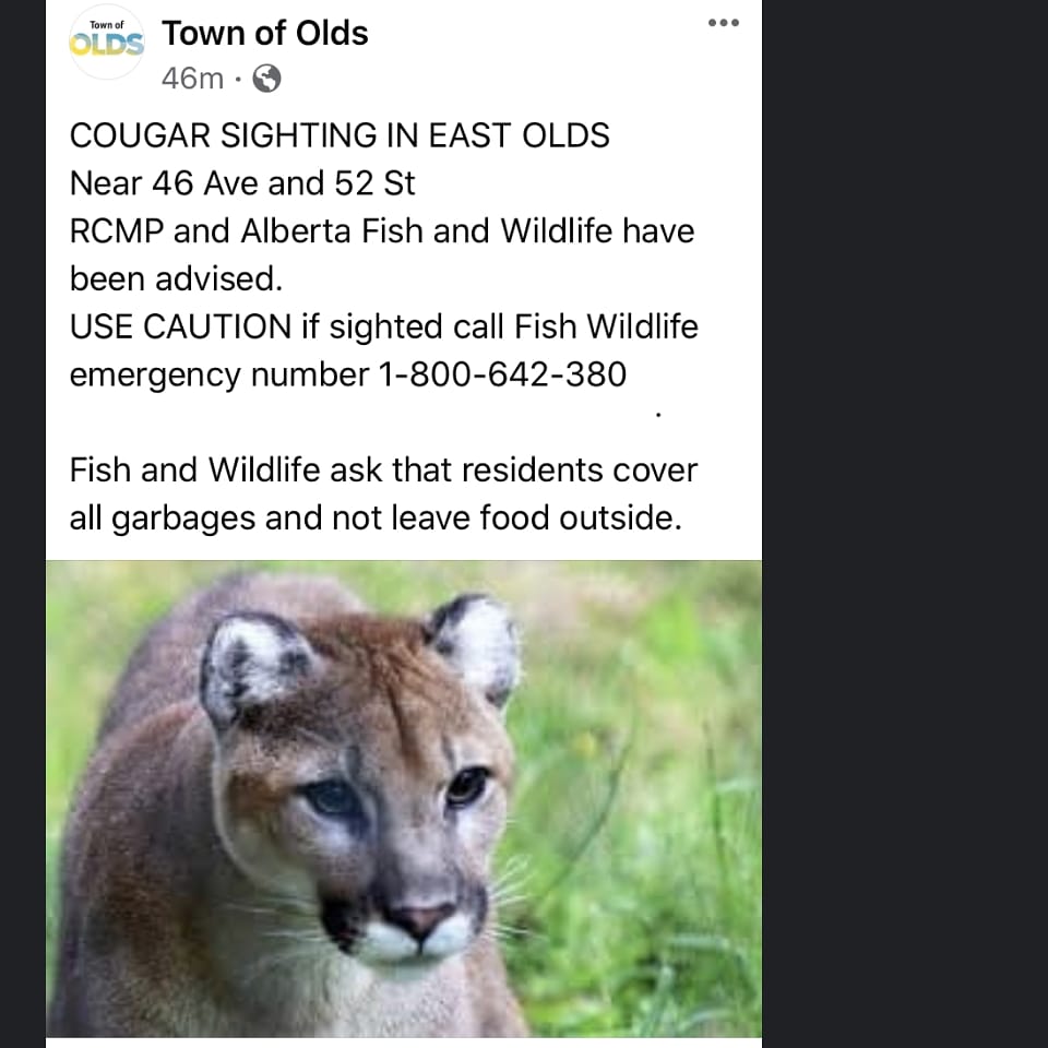 Becareful guys...some big cats are walking around