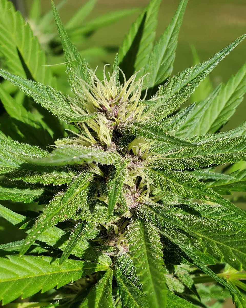 aphid_s's tweet photo. Good afternoon!

#cannabis #420 #weedcommunity #cannabiscommunity #CannabisCommunity #dank #ganja #highlife #highsociety #marijuana
#maryjane #stoner #weed #weedporn #WeedLovers #thc #cannabissociety #cannabislife #cannabisismedicine #CannabisCommunity #cannabislover #weedsoci... https://t.co/am8T5BRVA4