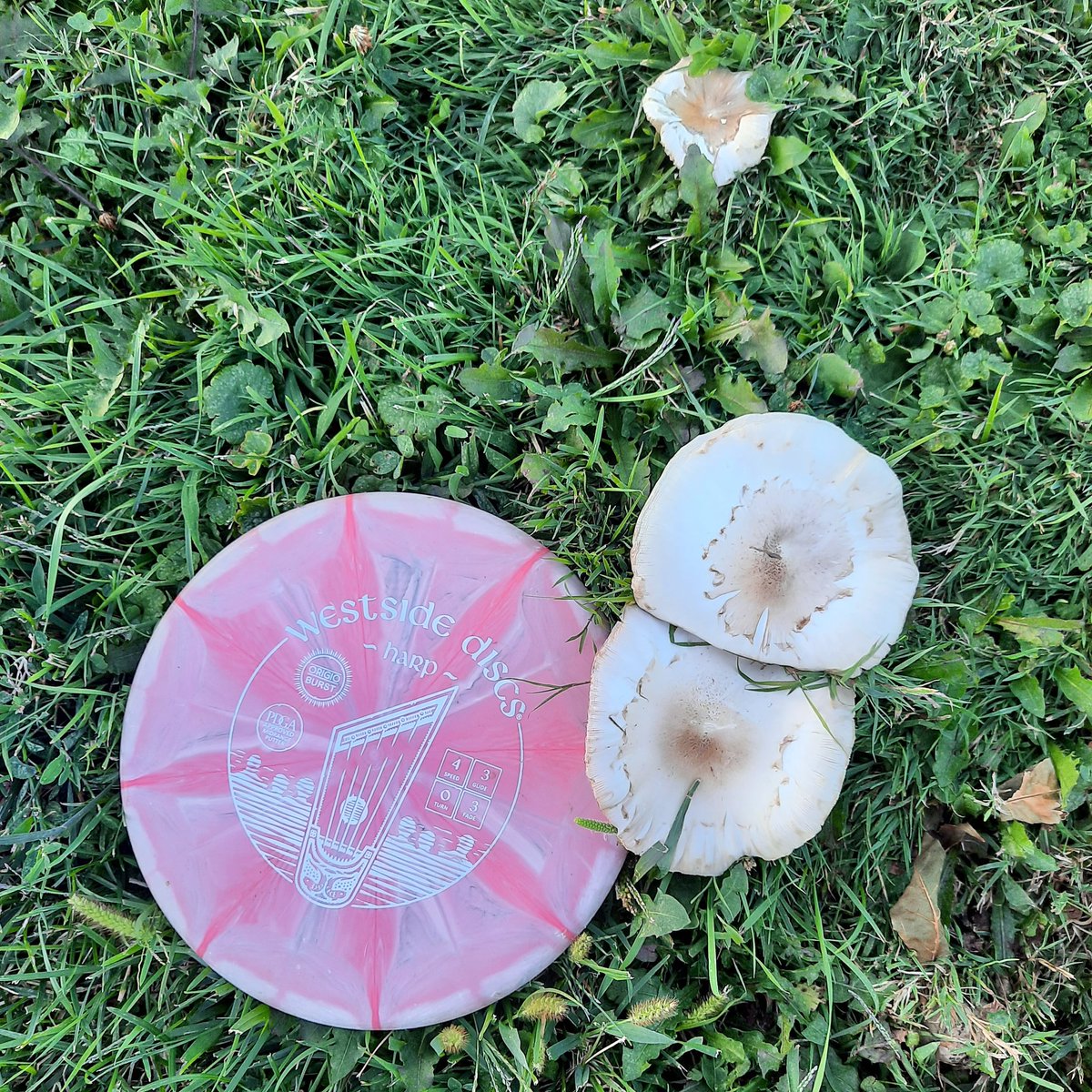 Today is the last day you can sign up for disc golf league! Registration link in bio!
.
.
.
#disc #discgolf #frolf #frisbeegolf #discgolfleague #lacrosse #wisconsin #lacrossewi #udisc