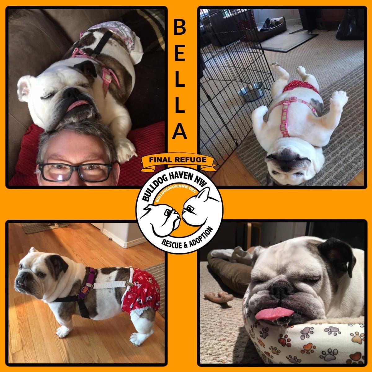 BulldogHavenNW's tweet photo. #Bella is the star of this week's #FinalRefuge #Friday showcase!

Please #considerdonating to our Final Refuge program at https://t.co/gIVYMUULhQ, on #Facebook, or on #InstagramStory #Thankyou!!

#bulldoghavennw
#adoptdontshop #thisiswhywerescue https://t.co/u7pHyKLRJi
