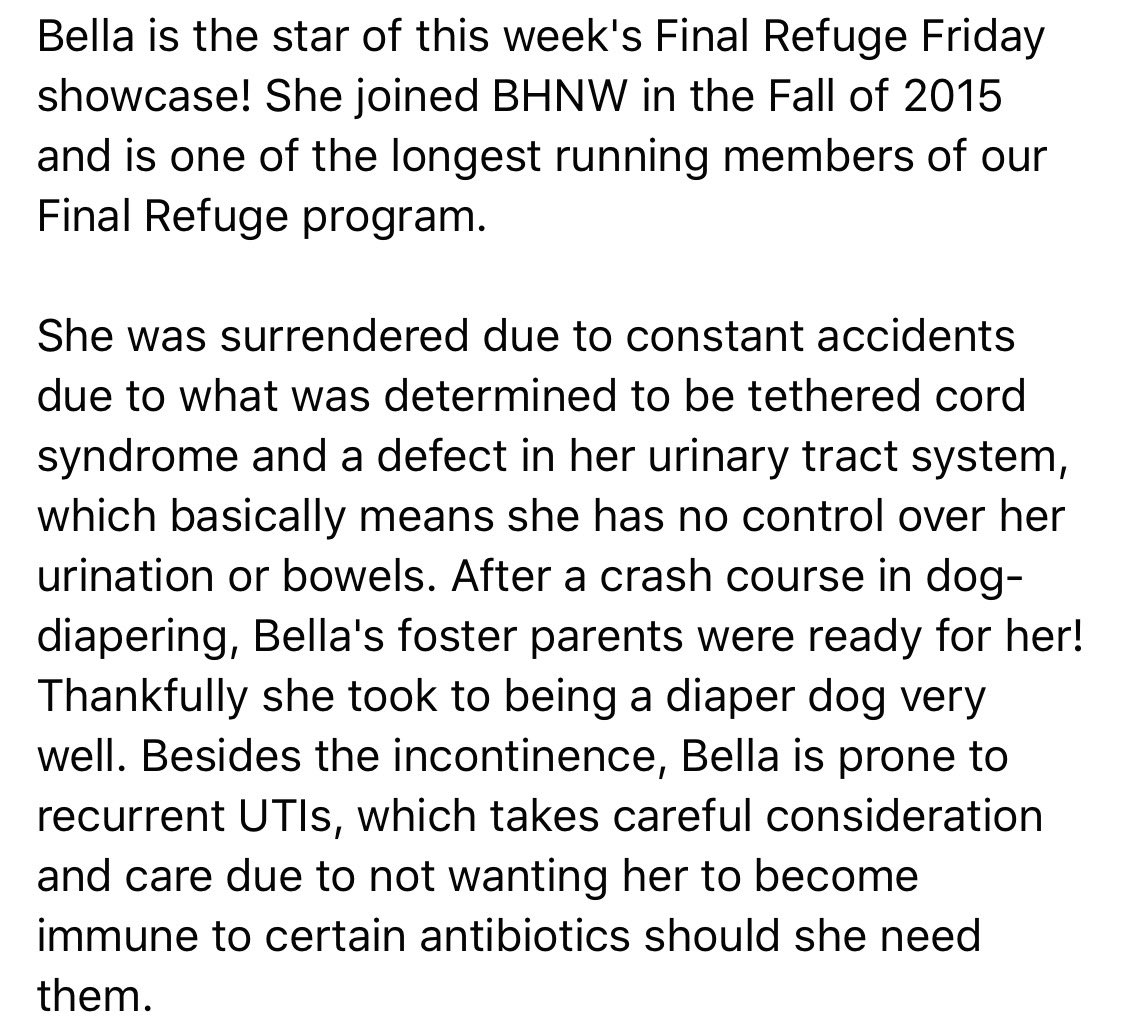 BulldogHavenNW's tweet photo. #Bella is the star of this week's #FinalRefuge #Friday showcase!

Please #considerdonating to our Final Refuge program at https://t.co/gIVYMUULhQ, on #Facebook, or on #InstagramStory #Thankyou!!

#bulldoghavennw
#adoptdontshop #thisiswhywerescue https://t.co/u7pHyKLRJi