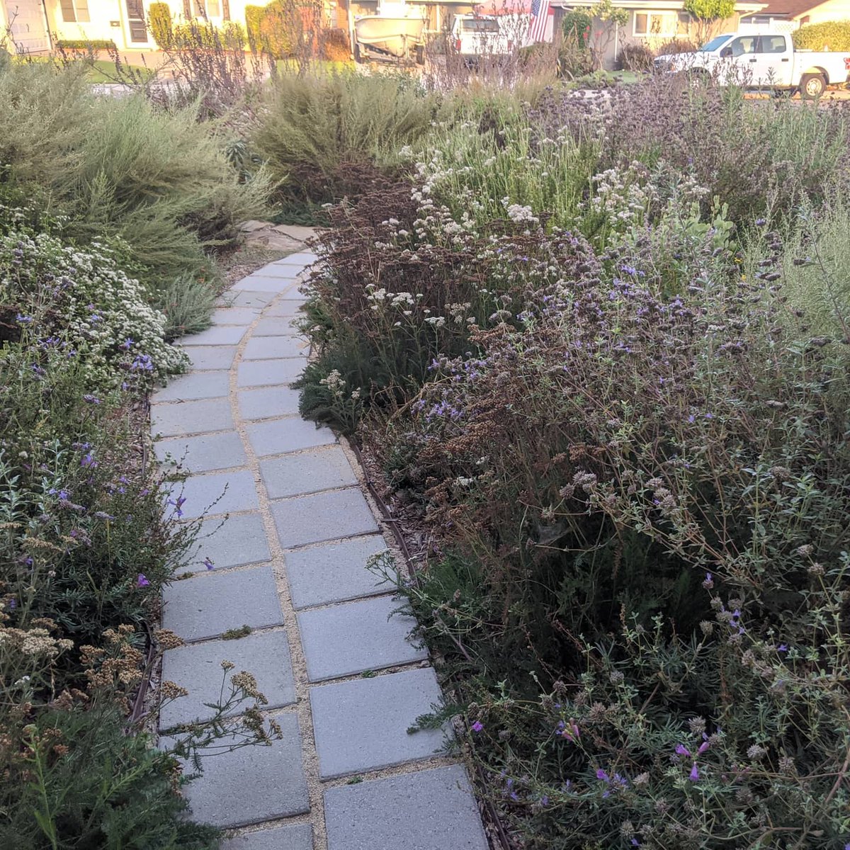 kporterEHS's tweet photo. I walk out my door every morning to my native plant yard that smells amazing. At school I'm greeted by the student designed and installed native habitats. Great way to start the day! #biology seed lab uses seeds from this yard 🤩 #nativeplants #scienceeducation #proudtobeacharger https://t.co/dVQs53rhBU