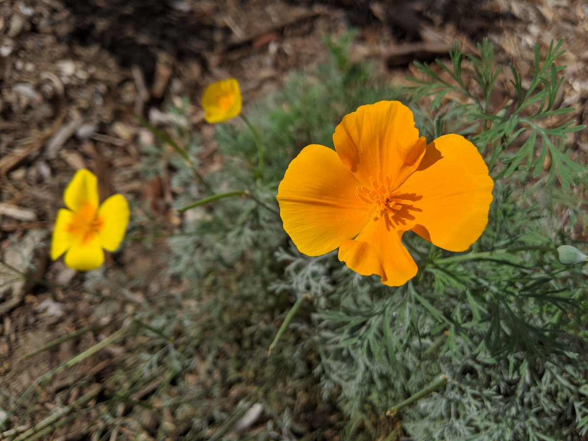 kporterEHS's tweet photo. I walk out my door every morning to my native plant yard that smells amazing. At school I'm greeted by the student designed and installed native habitats. Great way to start the day! #biology seed lab uses seeds from this yard 🤩 #nativeplants #scienceeducation #proudtobeacharger https://t.co/dVQs53rhBU