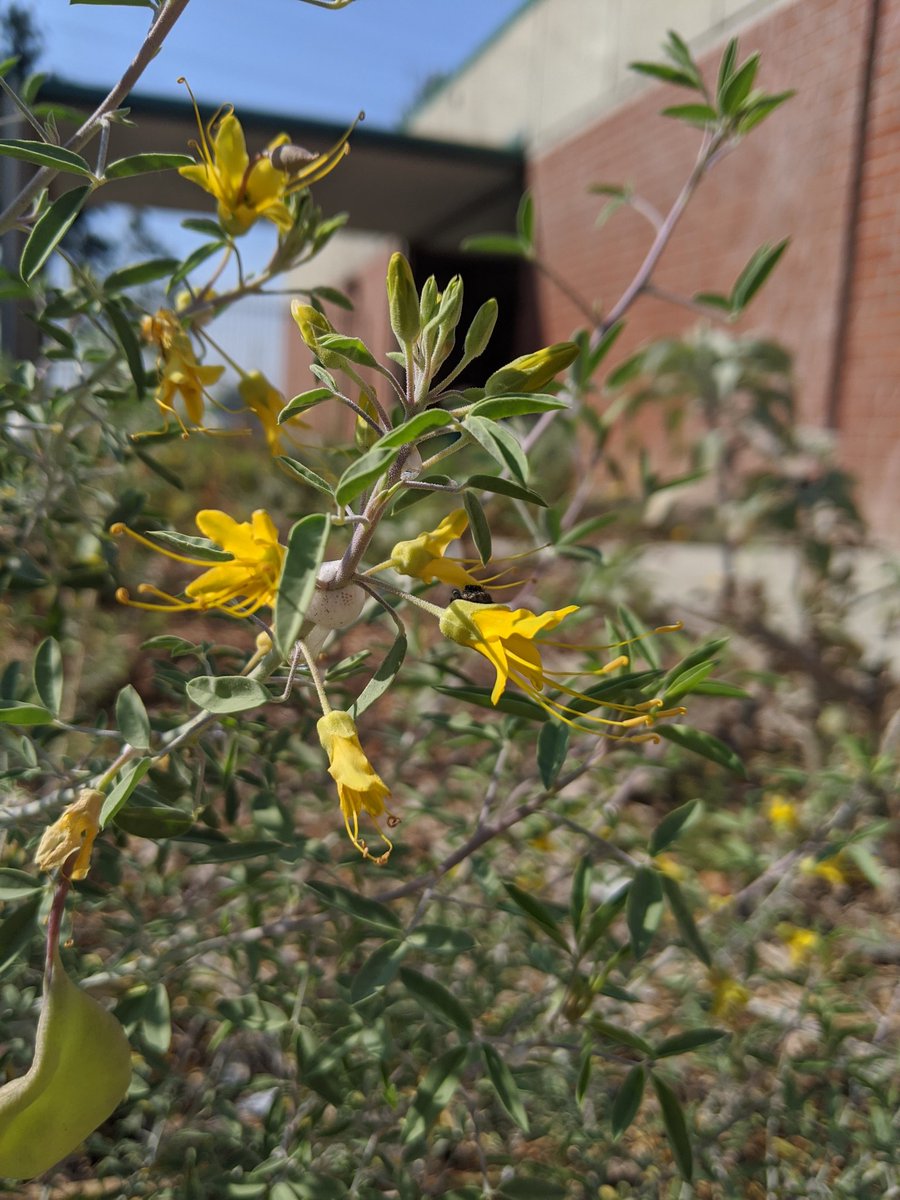 kporterEHS's tweet photo. I walk out my door every morning to my native plant yard that smells amazing. At school I'm greeted by the student designed and installed native habitats. Great way to start the day! #biology seed lab uses seeds from this yard 🤩 #nativeplants #scienceeducation #proudtobeacharger https://t.co/dVQs53rhBU