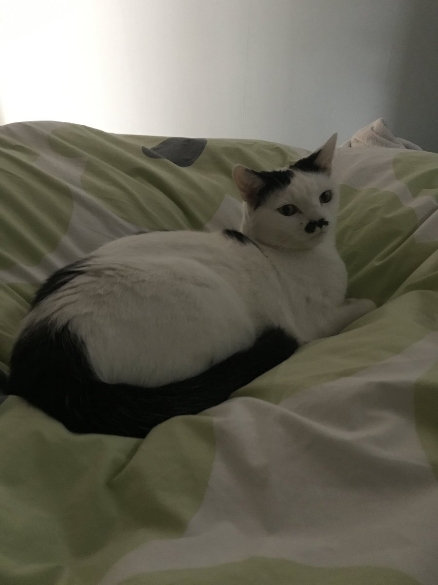 16muddypaws's tweet photo. @SolihullUpdates Nervous and loving white and black cat missing for 24 hours in Castle Lane area of Solihull. Small with extra long tail. If you see Dory, please tweet. https://t.co/NLrKXqeTJP