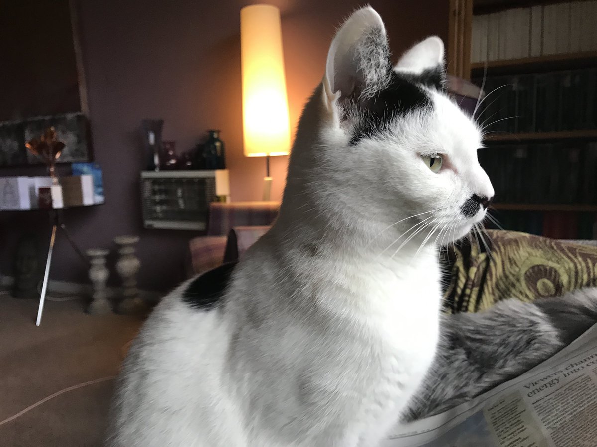 16muddypaws's tweet photo. @SolihullUpdates Nervous and loving white and black cat missing for 24 hours in Castle Lane area of Solihull. Small with extra long tail. If you see Dory, please tweet. https://t.co/NLrKXqeTJP