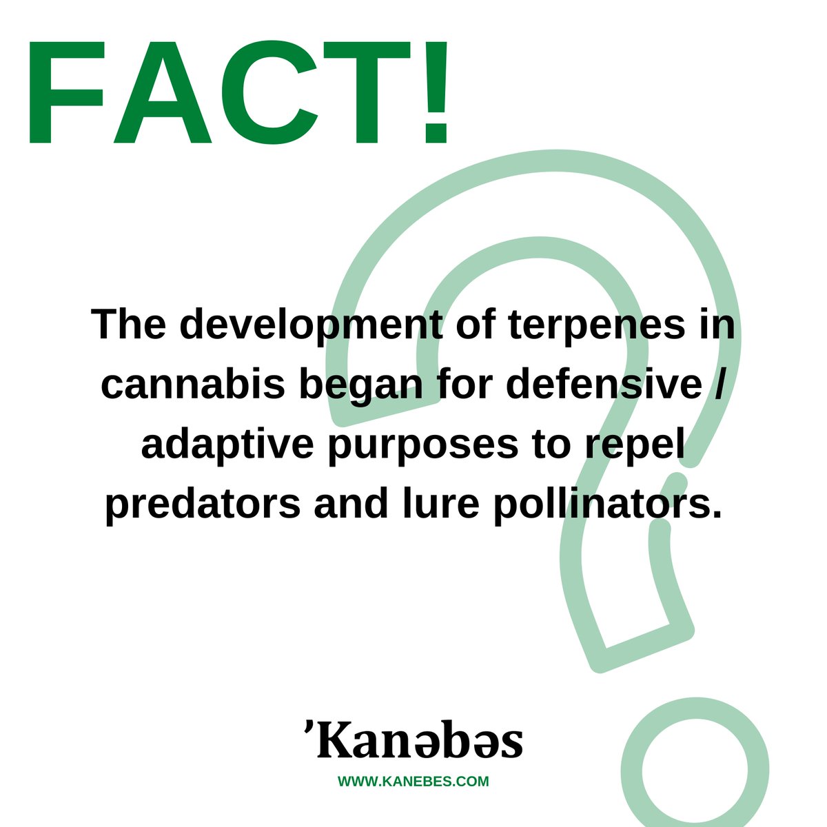 KanebesCBD's tweet photo. Did you know this CBD fact? Share it with someone who may not!🧠
...
Be sure to follow @KanebesCBD for more weekly CBD facts👍
...
Browse our premium CBD product range:  https://t.co/imYIM80gQ7 https://t.co/I2JYyTy6s7