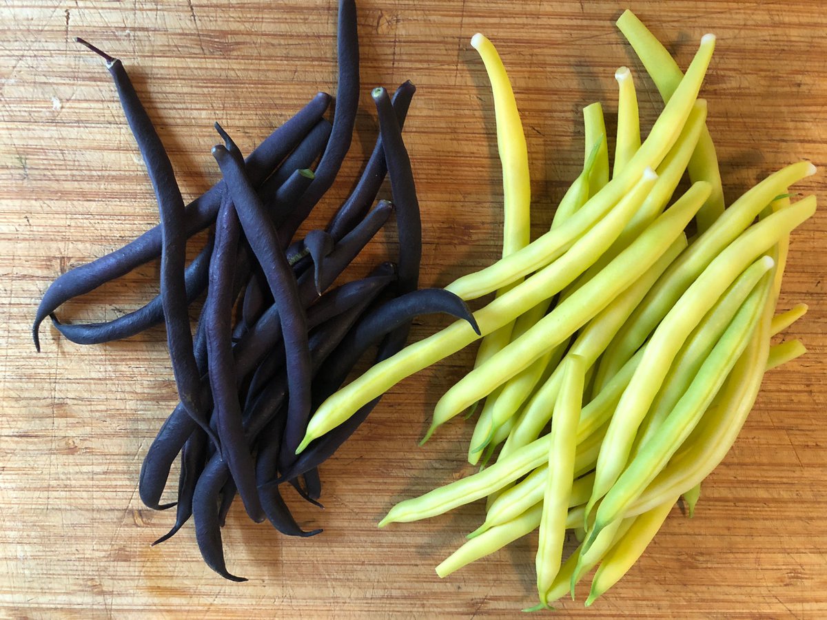 WeAreUFE's tweet photo. Another easy to grow (and popular) vegetable are snap beans, both bush and pole type. From now through mid-September, you can direct sow and expect them in no time. #simplethingsinlife 🧑‍🌾

#bushbeans #homegrown  #regenerativegardening #growyourownfood #foodsecurity #selfreliance https://t.co/UaEVzoXynY