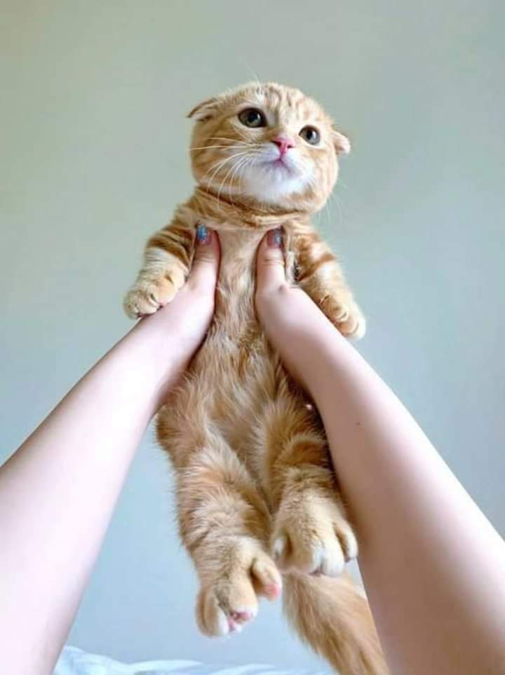 gatitos_qctd tweet picture