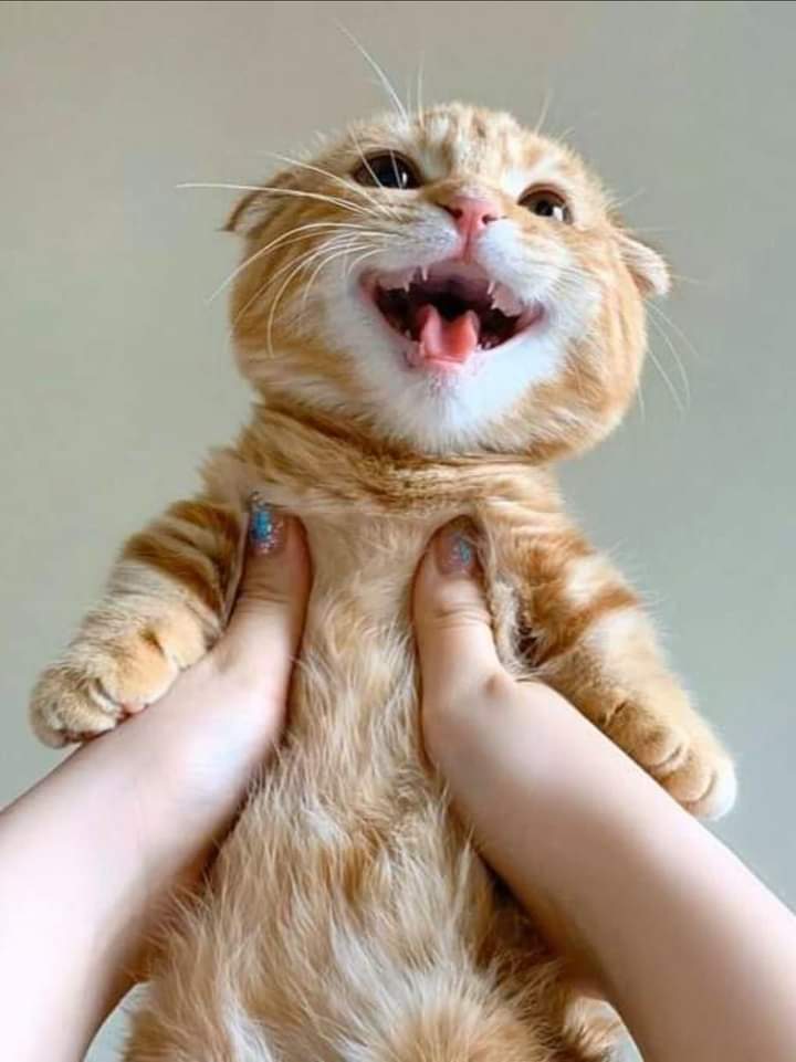 gatitos_qctd tweet picture