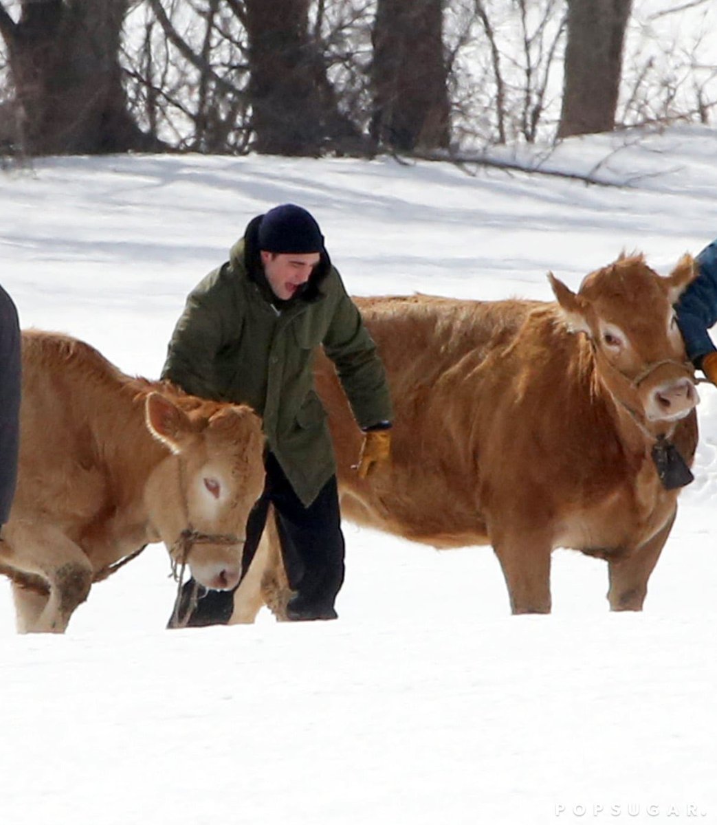 R0BSFILMS's tweet image. no thoughts just robert pattinson with cows