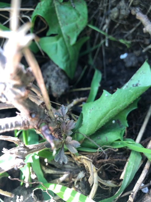 New leafs on my elderberry. https://t.co/PranQV03EW