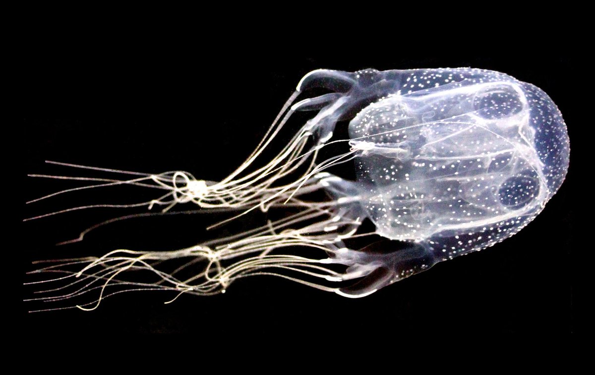 медуза коробочка или морская оса. кубомедуза морская оса. морская ос. Chironex fleckeri морская оса. Chironex fleckeri медуза.