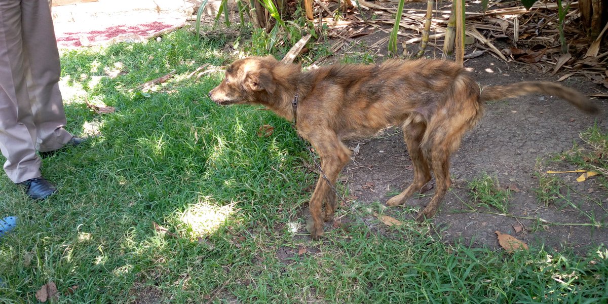 DrDennoKarim's tweet image. Mange is caused by mites living in hair follicles... Demodex mites
Cause hair loss 
Often affects dogs.,,,seen as patches of hair loss and itching.
Your Vet will.be able to diagnose and provide treatment.
#VetChronicles
#HappyFarmer