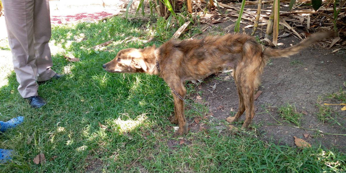 DrDennoKarim's tweet image. Mange is caused by mites living in hair follicles... Demodex mites
Cause hair loss 
Often affects dogs.,,,seen as patches of hair loss and itching.
Your Vet will.be able to diagnose and provide treatment.
#VetChronicles
#HappyFarmer