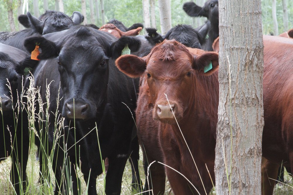 NFUDC's tweet photo. Silvopasture - or grazing animals among trees - can sequester 5-10X more carbon than grazing on pasture.

But there’s been very little federal investment in silvopasture research &amp; projects, making it difficult for farmers to implement the practice.

https://t.co/kxekqDCBes https://t.co/yo0fL5mvh9