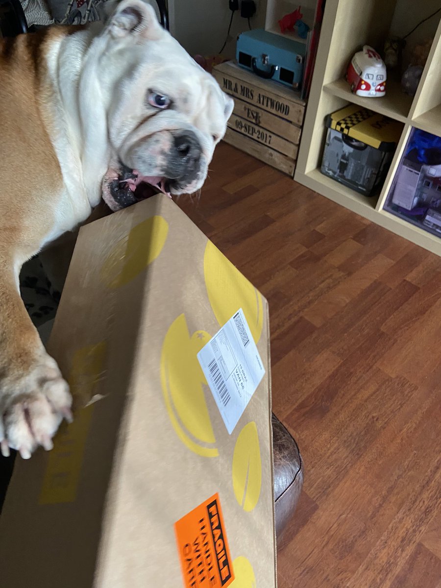 Anniversary Gin box arrives and our excitement is over shadowed by Henry’s #GinBoxSelfie <a href="/craftginclub/">craftginclub</a>