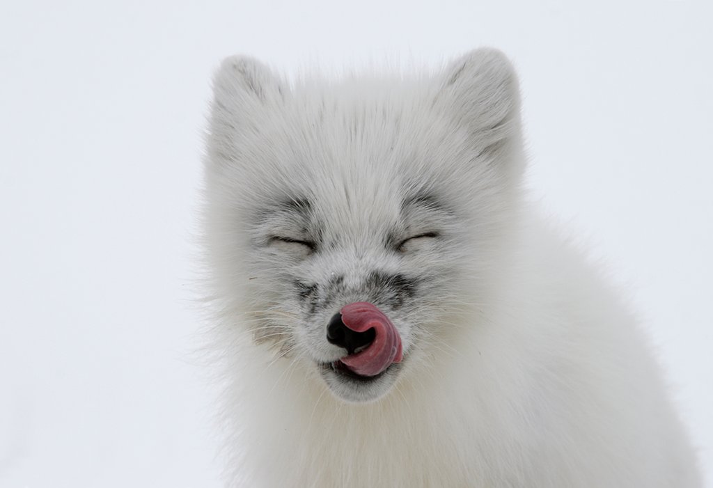 WWF_Arctic's tweet photo. When you can smell lunch 😋

#DYK #Arctic foxes eat veggies 🌱🌿🌼 when they're available? But their main meals are rodents 🐁 birds 🐦 and sometimes fish 🐟 In winter when prey is scarce, they will follow a #polarbear and eat leftover scraps. 

📸 © Dmitry Deshevykh/WWF-Russia https://t.co/7pmiwQ6aNY