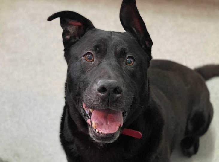 AdoptionsUk's tweet photo. Please retweet to help Maxy find a home #AYLESBURY 🇬🇧

Aged 8, a real character full of affection, could possibly live with another dog and children aged 15+, has mild arthritis and wants someone that will see past that?  A Beautiful dog please share 
https://t.co/wQMYYC9sA7

#UK https://t.co/T9UjVusUyX