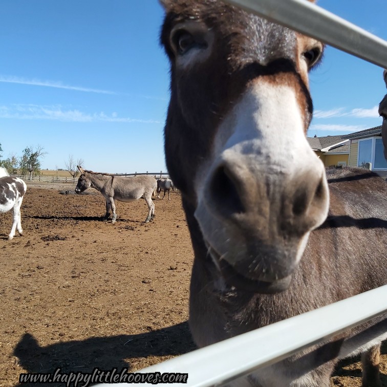 HoovesHappy's tweet photo. Why yes, I do have a cute nose! #happylittlehooves #chocolatepuddin #donkeys #donkey #longears #kissablenose https://t.co/vRSzUgHwAo