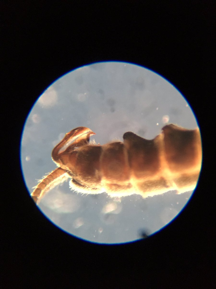 Craig Macadam tweet media