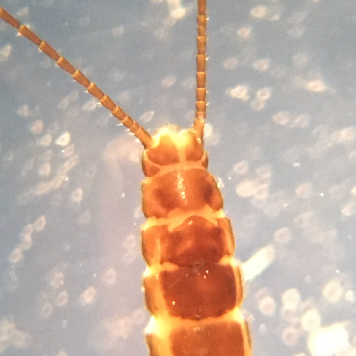 Craig Macadam tweet media