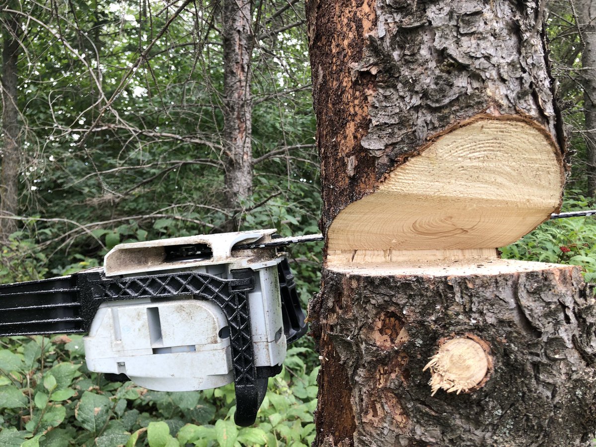 marymacarthur's tweet photo. I am the world’s worst logger. Finally get my chainsaw fixed and now it is stuck. #treeleaningthewrongway #callthepros https://t.co/PJRnOWeLlv