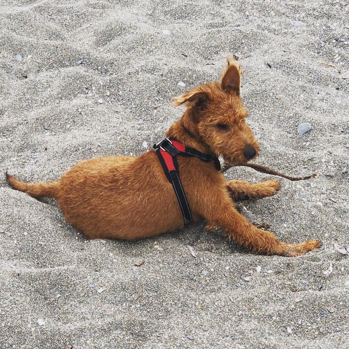 Happy Days. First walk on the beach after meeting my old man too. #family #irishterrier #seamus