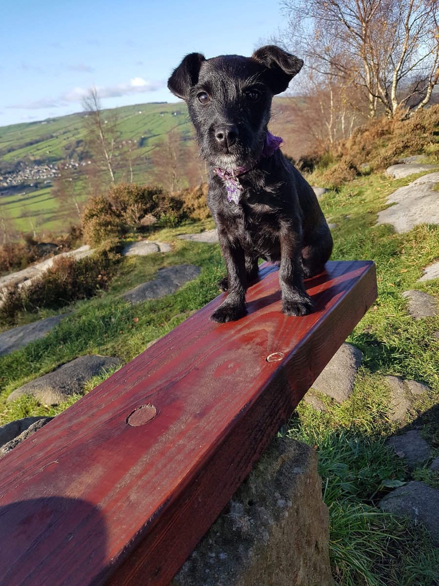 millypod1's tweet photo. 🆘28 Aug 2020. FRANKIE #Lost #ScanMe #Tagged 
LOCAL HELP NEEDED. LOST ON HOLIDAY😢
Patterdale Cross Female  
Shoreside Caravan Park #Rhosneigr Isle of Anglesey #Anglesey #LL64 #Wales 
SIGHTINGS PLZ ☎️07816615790 
https://t.co/6zguwURcmp https://t.co/IPnbSfCTu5