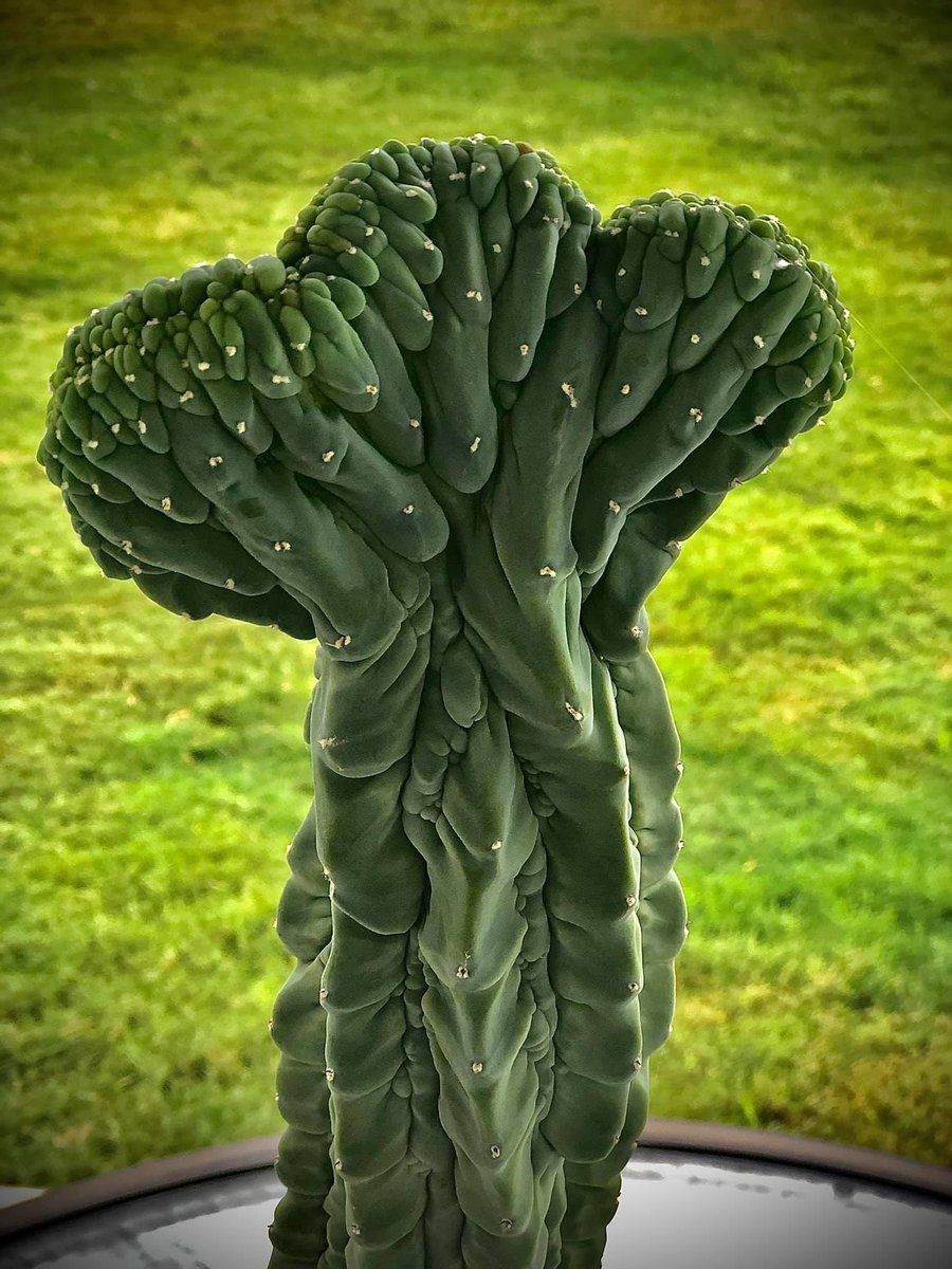 MajeedAli3's tweet photo. تحياتي ، صورة أسطورية لهذا النوع النادر من الصباريات ، اسمه Myrtillocactus cv. GLORP cristata. ، له تسمية عربية في مصر يسمونه شفّة الجمل ، كانت لدينا واحدة منها في حديقة صخرية في يوم ما و لكن الأشياء الجميلة لا تدوم ، أنظر لروعة و دقة التراكيب في قمة هذه القطعة الجميلة و سبح الله https://t.co/XGpn7q8Y0J