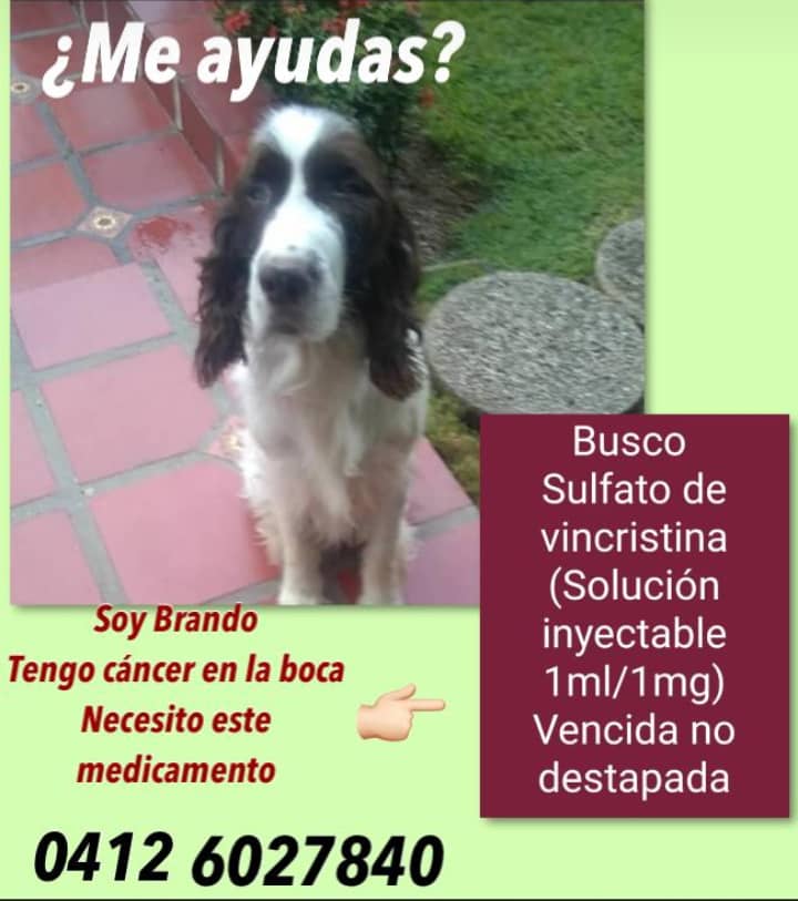 PerroUsuario's tweet photo. #ServicioPúblicoCanino RT @RamsesVazBlanco:  Ccs.Gracias 🐶 https://t.co/4IT3epj68V