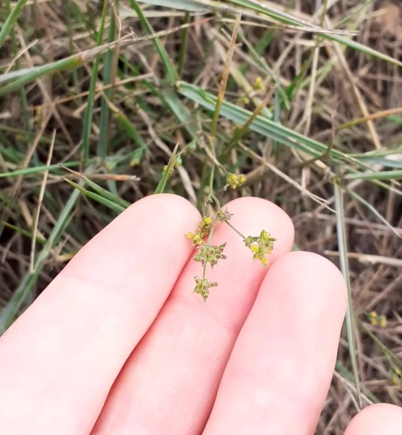 Rosi3Bee's tweet photo. Great display of the rather understated, but beautiful Slender Hare's-ear at Leysdown on the #BeeRoad #Sheppey https://t.co/4qPJO78mXW