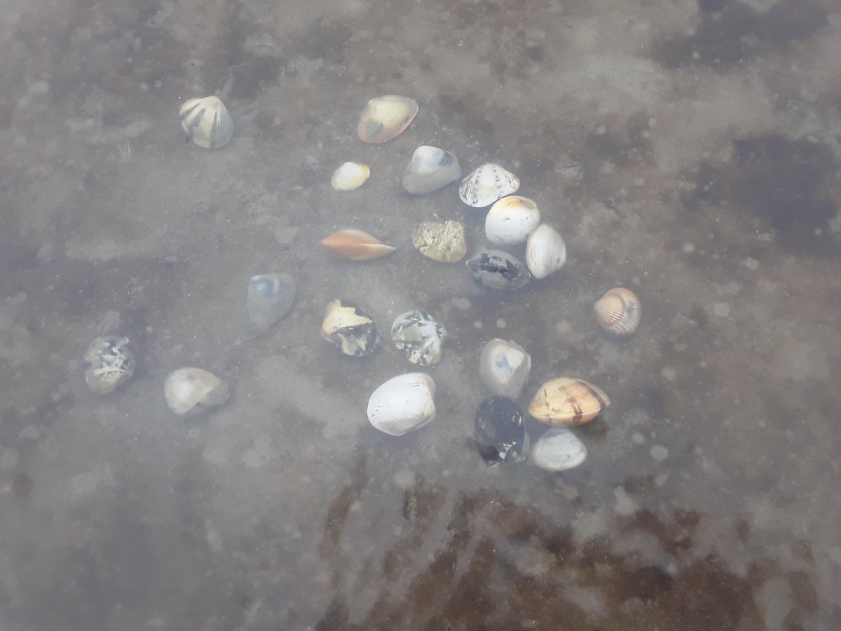 Een bonte verzameling van schelpdieren tussen de strekdammen van Baalhoek. Kokkels, tapijtschelpen, brakwaterkorfschelpen en Amerikaanse strandschelpen liggen hier hutje mutje op elkaar.