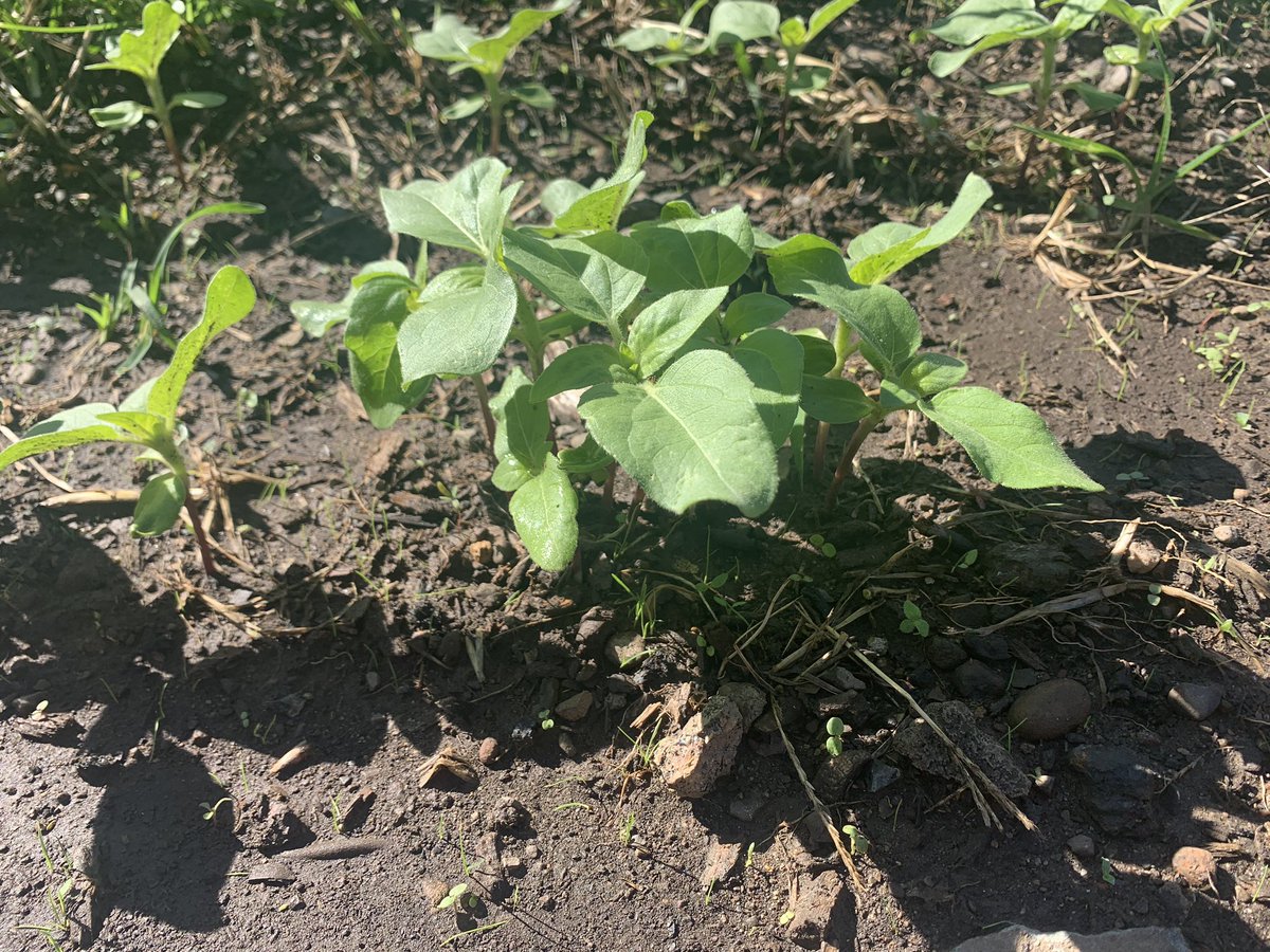 visions_green's tweet photo. SUNFLOWER UPDATES! One week in thanks to the dedication of our crew these sprouts are looking amazing! Thank you again to @harrisseeds for the donation! Excited to have these flowers share!
#sunflowers #urbangarden #flowercity #garden #rochester #greenvisions #greentopia #sprouts https://t.co/81DFY0PSE6