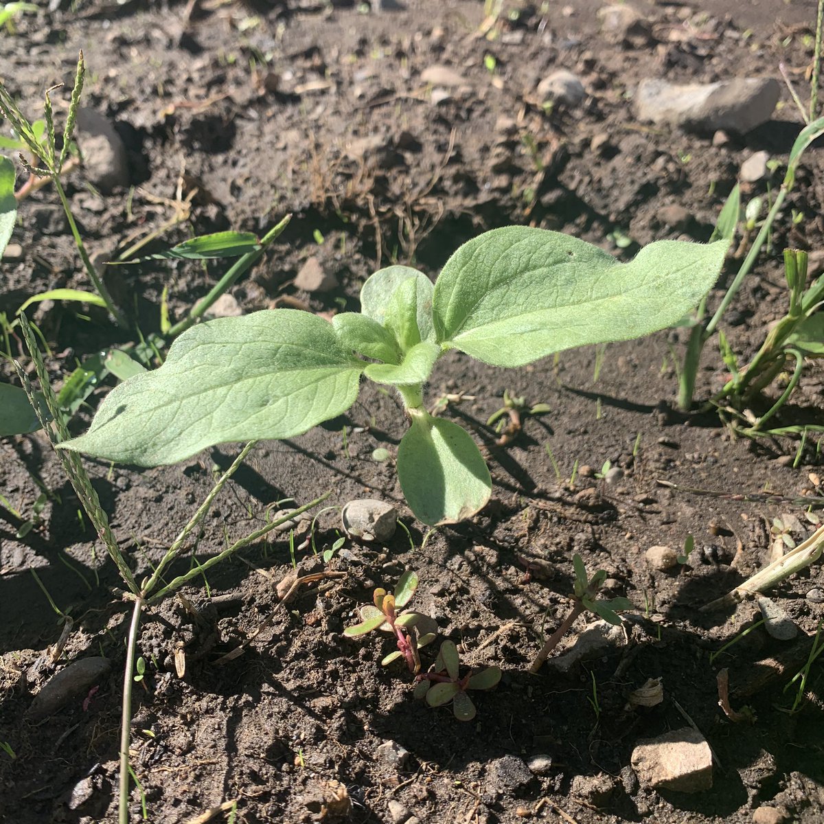 visions_green's tweet photo. SUNFLOWER UPDATES! One week in thanks to the dedication of our crew these sprouts are looking amazing! Thank you again to @harrisseeds for the donation! Excited to have these flowers share!
#sunflowers #urbangarden #flowercity #garden #rochester #greenvisions #greentopia #sprouts https://t.co/81DFY0PSE6