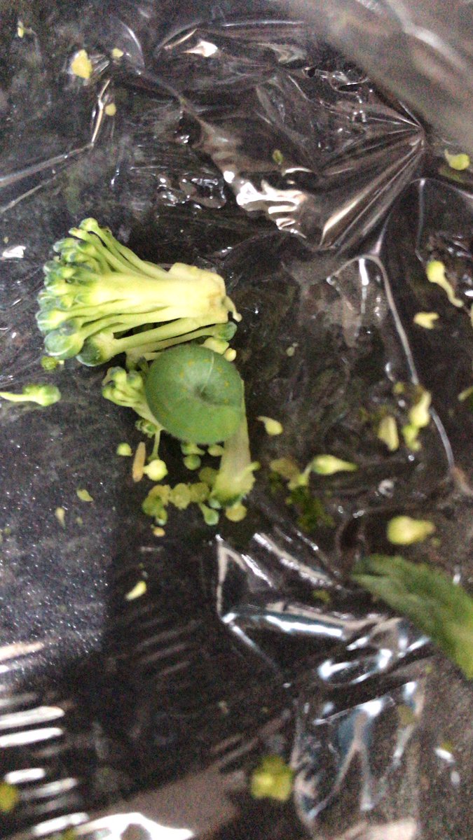 VishyVictoria's tweet photo. @AldiUK more caterpillars in Tim Simmons broccoli! Have had 3 packs all with multiple caterpillars in 🤮 https://t.co/vzl4aNKuXM