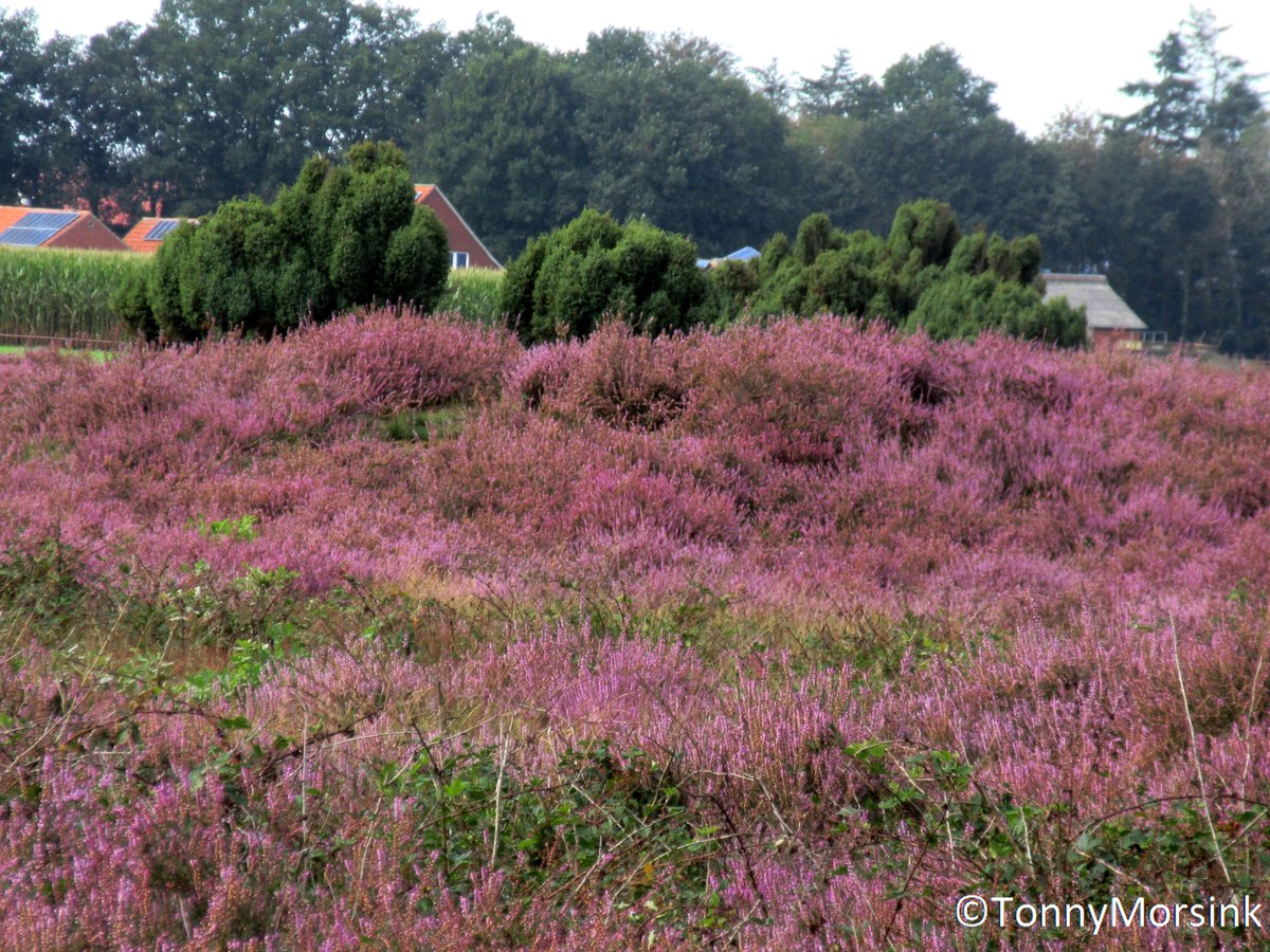 tonnymorsink's tweet photo. Even bij onze oosterburen!! De heide van #Getelo zag er vanmiddag prachtig uit!! @RTVoost @MeteoGroupWeer @janvissersweer @weeronline @BuienRadarNL @Weerplaza @WilliamHuizinga @Alpenweerman @talpaweer https://t.co/JHf0FSqwPk