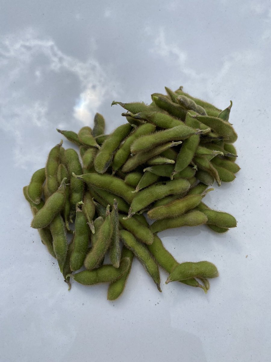 ReaneyCass's tweet photo. Really nice field of #Fryatt, seeing 80-110 pods per plants. #IPSoybeans #NonGmo #OntAg #HarvestIsComing https://t.co/d63RoE0245