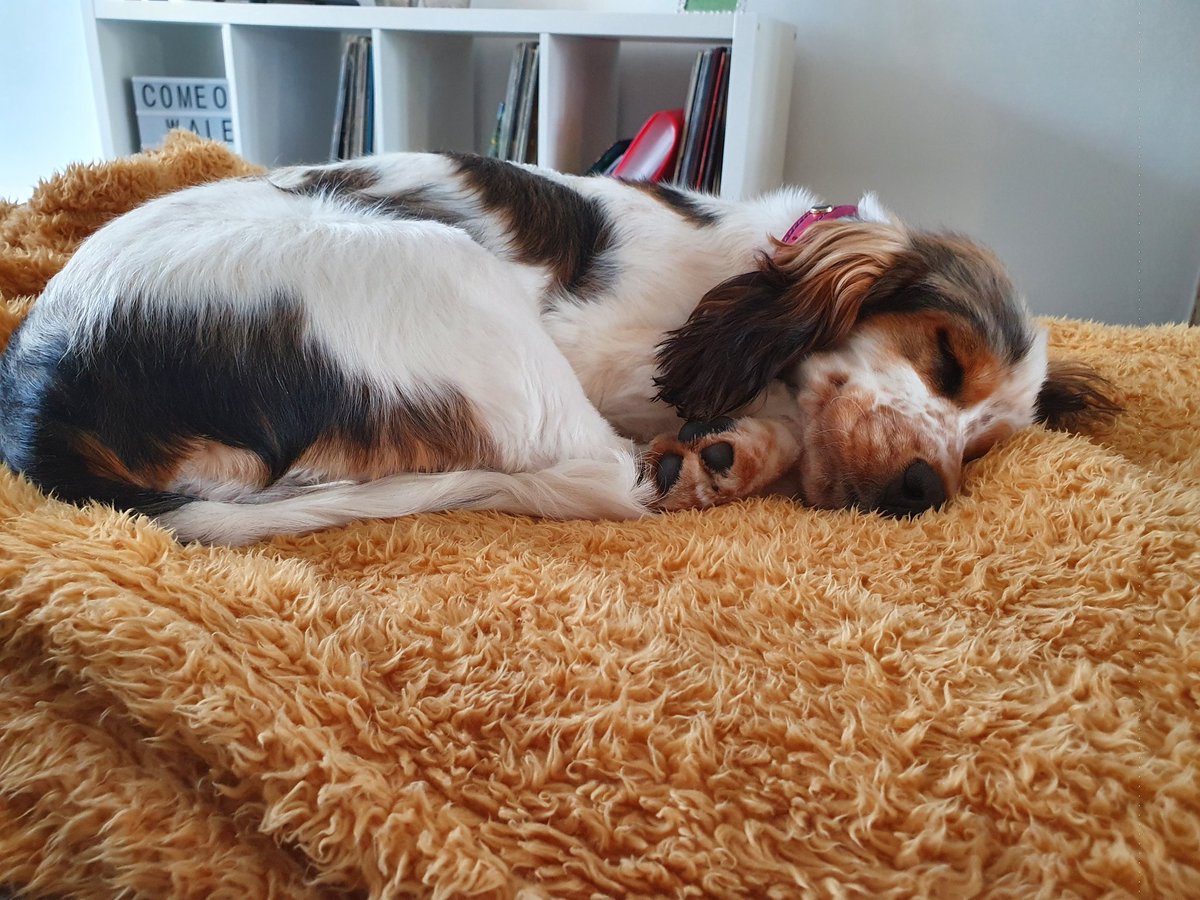 LydiaWilliams91's tweet photo. Top snoozer 🐶 https://t.co/y2VZJkMueD