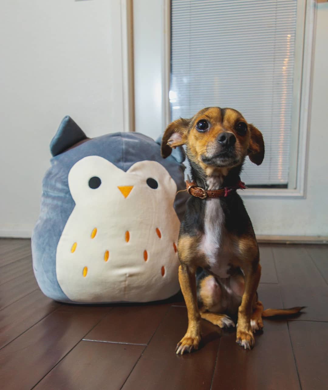 Squishmallows on X: Calling all dog squads! Drop a pic in the thread, use  #sharemysquad to be featured!  / X