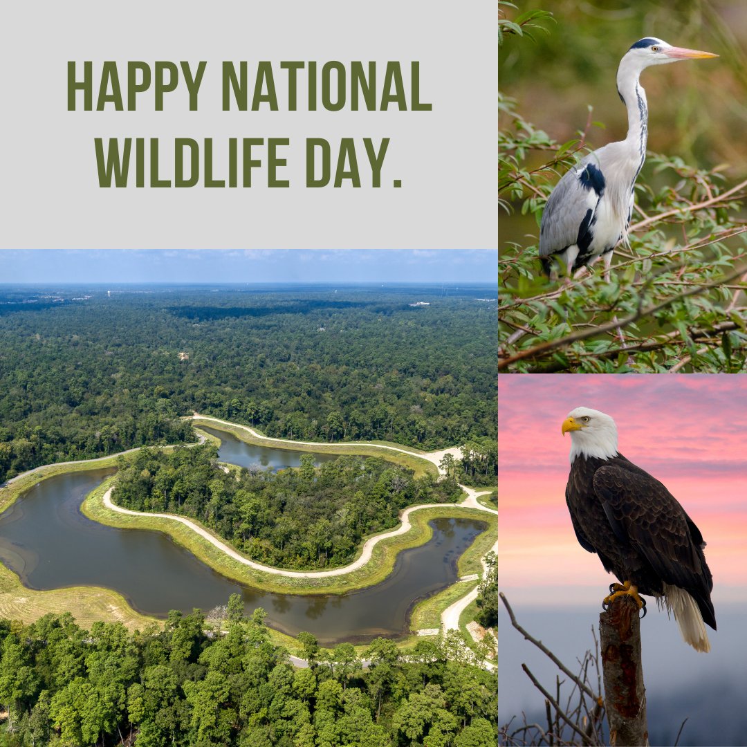 Happy #NationalWildlifeDay! #DYK that the #SpringCreekGreenway provides a natural habitat for bald eagles? Take a walk around our Nature Preserve, which connects to the Spring Creek Greenway &amp; keep an eye out for eagles, herons, ducks &amp; more. #springtx #texasbirding #birdoftexas