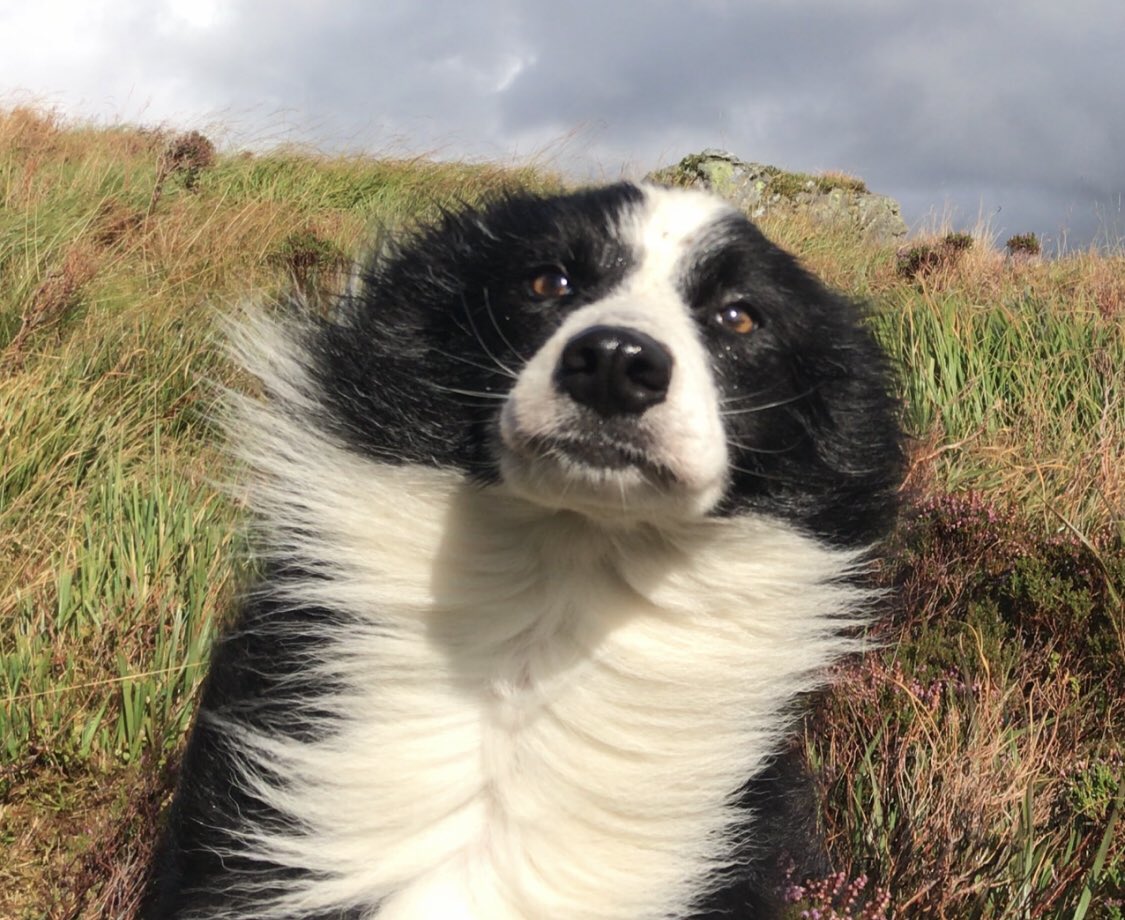 Appinfarmer's tweet photo. A windswept Ted  trying to stay attached to the ground on a blustery day gathering ! #windy #Appin #thisfarminglife #MyTed https://t.co/FgZaiCb6xe