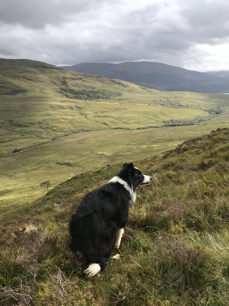 Appinfarmer's tweet photo. A windswept Ted  trying to stay attached to the ground on a blustery day gathering ! #windy #Appin #thisfarminglife #MyTed https://t.co/FgZaiCb6xe