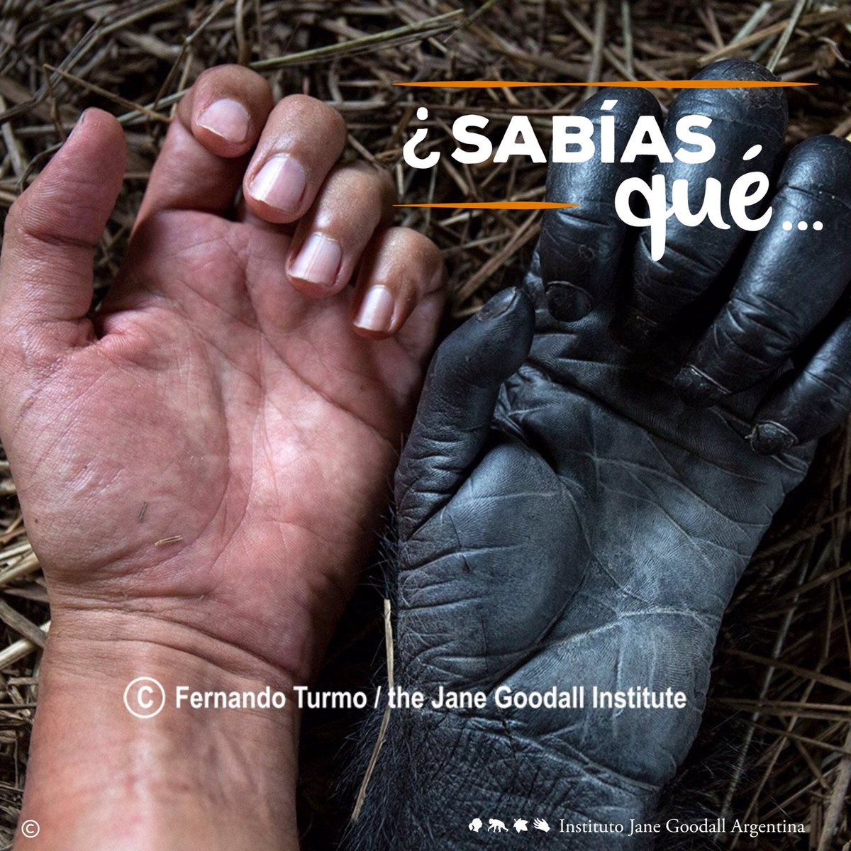 JaneGoodallArg's tweet photo. ¿#SabíasQué los #grandessimios tienen altas probabilidades de contagiarse de #Covid_19 ?
Compartimos gran parte de nuestro ADN, llegando en el caso de los chimpancés y bonobos a compartir entre un 98% a 99%.
Es de esperar que lo que nos afecta a los #humanos también los afecte. https://t.co/wsG3nB5NJn