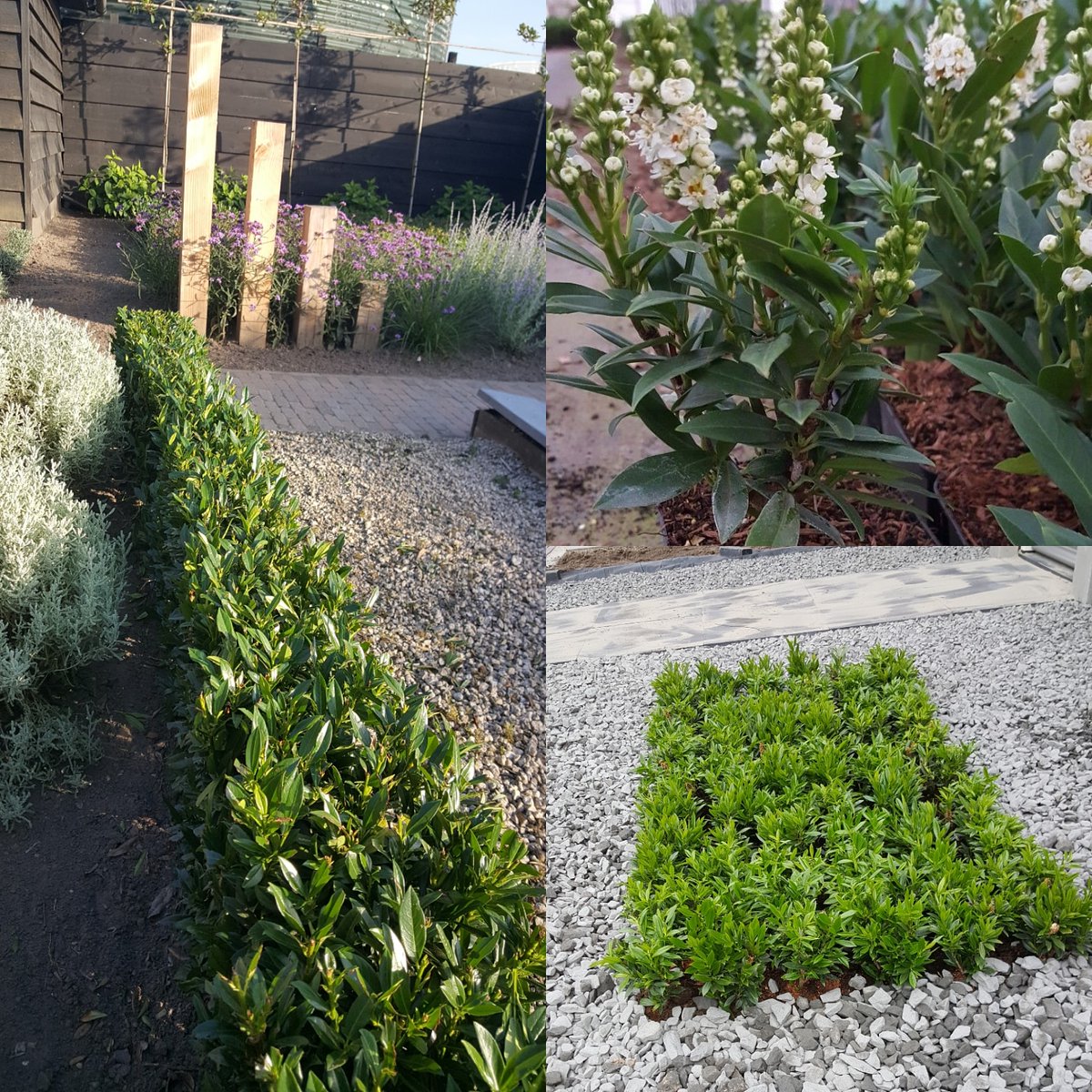 Prunus Laur. "GAJO " mooi als haag of blok beplanting in je tuin .
In verschillende maten verkrijgbaar