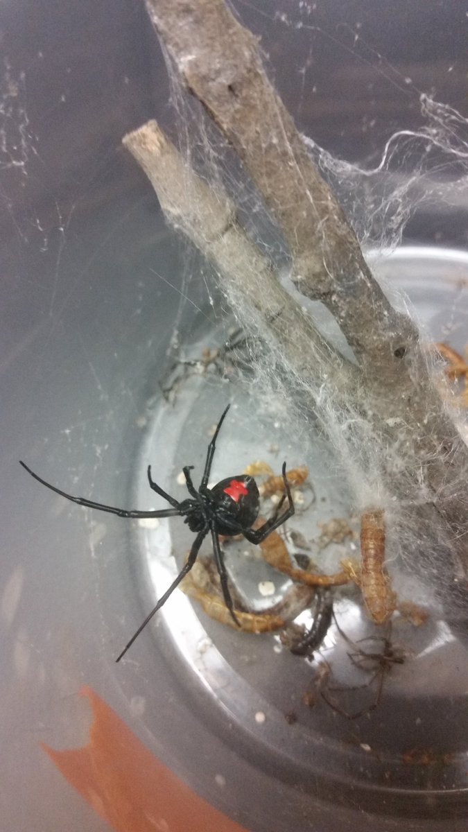 GatchLaura's tweet photo. Happy birthday to our first fully lab-reared spiderling to reach adulthood!!! https://t.co/lOFDJ4AyuZ