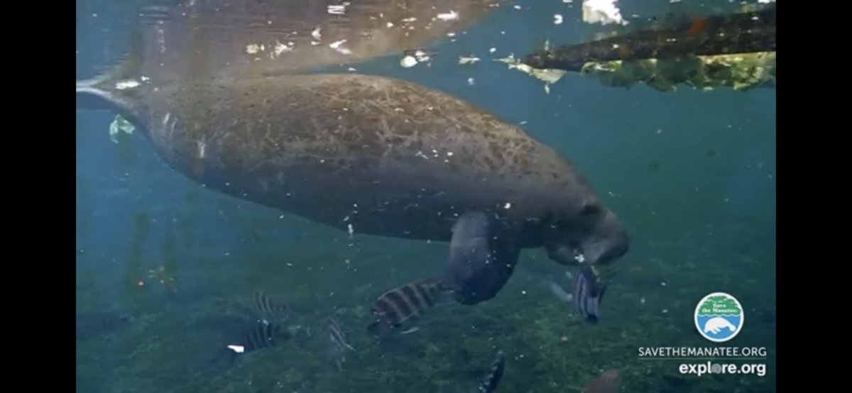 k8winterton's tweet photo. My newest go-to anxiety reliever: watching the manatee webcam. Fish and turtles and ducks and manatees just hanging out. No humans. 😏 #savethemanatee @savethemanatee https://t.co/VTC37CnpGM https://t.co/BKyILosMkP